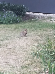 Oryctolagus cuniculus