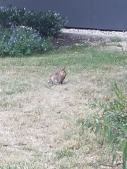 Oryctolagus cuniculus