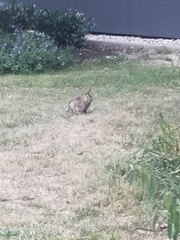 Oryctolagus cuniculus