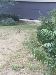 Oryctolagus cuniculus