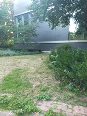 Oryctolagus cuniculus