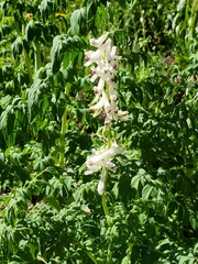 Corydalis caseana brandegeei