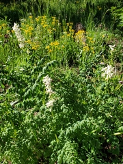 Corydalis caseana brandegeei