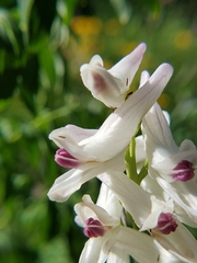 Corydalis caseana brandegeei