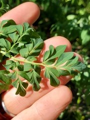 Corydalis caseana brandegeei