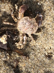 Romaleon antennarium