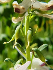 Corydalis caseana brandegeei