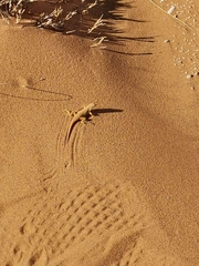 Meroles cuneirostris