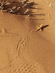 Meroles cuneirostris