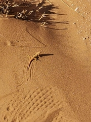 Meroles cuneirostris