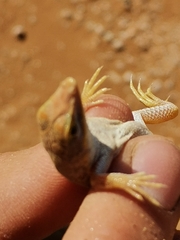 Meroles cuneirostris