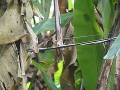 Pheugopedius maculipectus