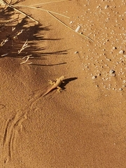 Meroles cuneirostris