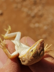 Meroles cuneirostris