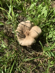 Clitocybe dealbata