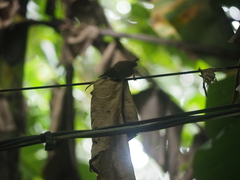 Pheugopedius maculipectus