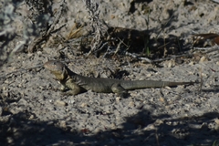 Liolaemus fitzingerii