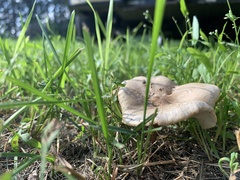 Clitocybe dealbata