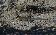 Liolaemus fitzingerii