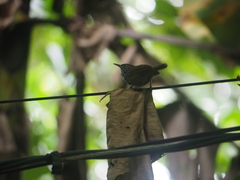 Pheugopedius maculipectus