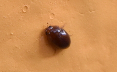 Coleoptera