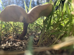 Clitocybe dealbata