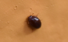 Coleoptera