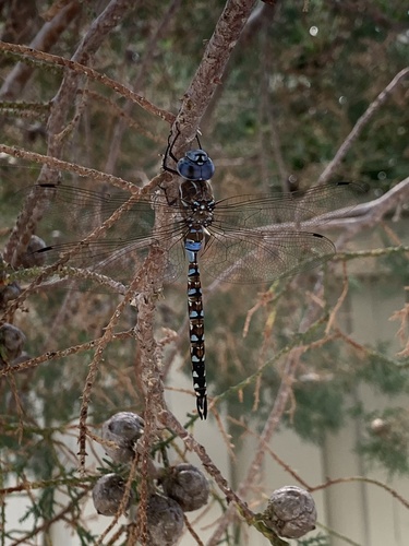 Blue-eyed Darner photographed in Nevada