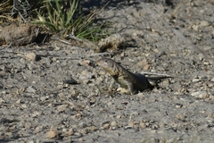 Liolaemus fitzingerii