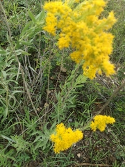 Solidago chilensis