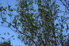 Guettarda