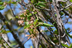 Guettarda