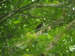 Ramphocelus passerinii