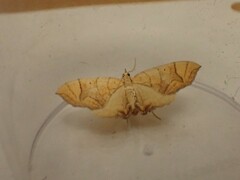 Eulithis diversilineata