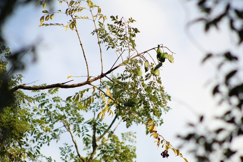 Jacaranda micrantha, photograph 4
