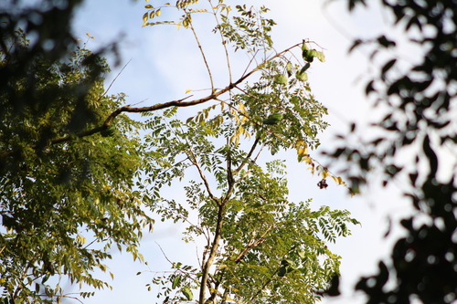 Jacaranda micrantha, photograph 5
