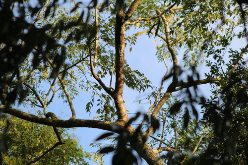 Jacaranda micrantha, photograph 6
