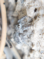 Habronattus hirsutus