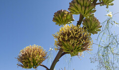Agave chrysantha