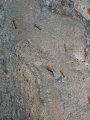 Pseudomyrmex simplex