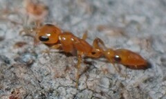 Pseudomyrmex simplex