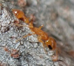 Pseudomyrmex simplex
