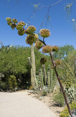 Agave chrysantha