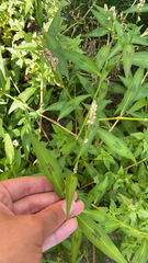 Persicaria maculosa