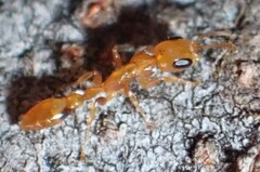 Pseudomyrmex simplex