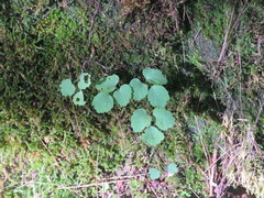 Thalictrum clavatum