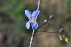 Hypenia salzmannii