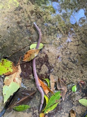 Digaster longmani
