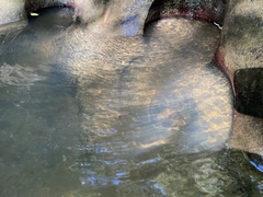 Digaster longmani