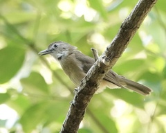 Colluricincla megarhyncha